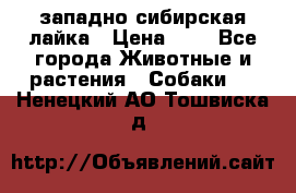 западно сибирская лайка › Цена ­ 0 - Все города Животные и растения » Собаки   . Ненецкий АО,Тошвиска д.